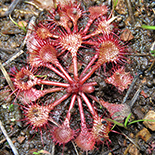 Drosera burkeana